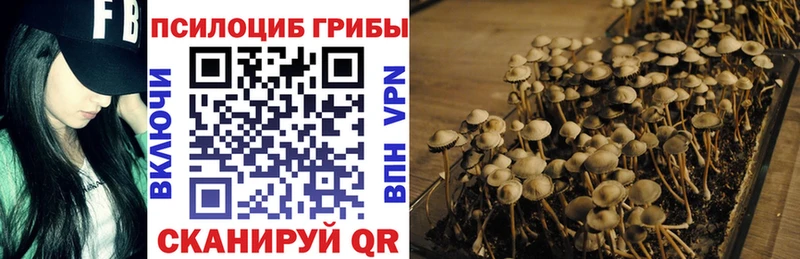 Купить  Сергач  Псилоцибиновые грибы Psilocybe 
